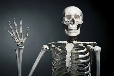 Skeleton Quiz - Doquizzes