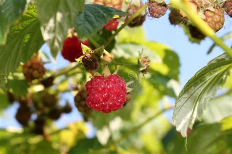 Red Raspberry Bush 的图像结果