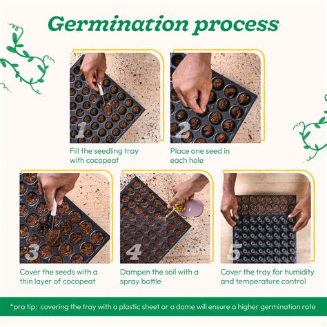 Green Cucumber Seeds (Long) – Ugaoo