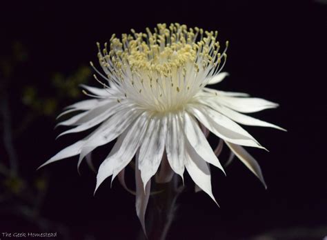 Night blooming Cereus: Second Bloom Night - The Geek Homestead