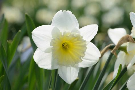 10 Types Of White Daffodils - A-Z Animals