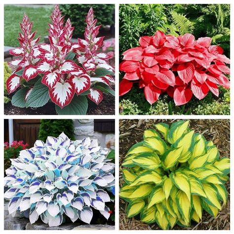 Hosta is a perennial ornamental plant with large leaves, professional ...
