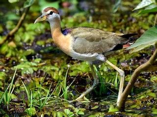 Bronze-winged Jacana - eBird