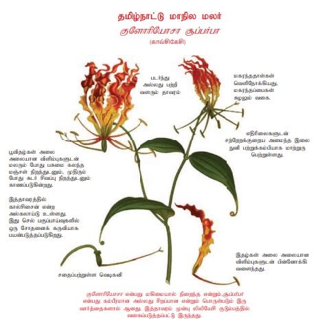 பாடச் சுருக்கம் - வகைப்பாட்டியல் மற்றும் குழுமப் பரிணாம வகைப்பாட்டியல் ...