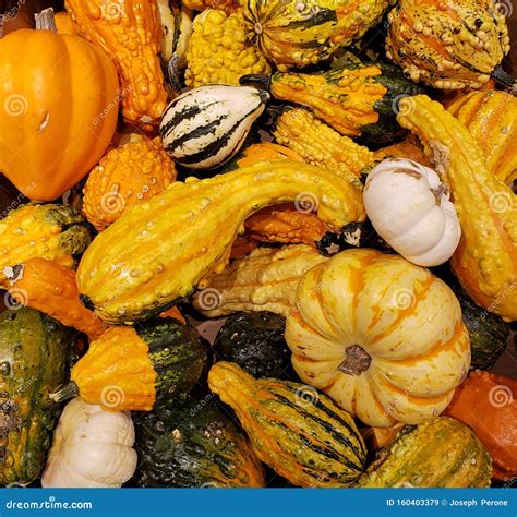 Different Varieties Of Squash