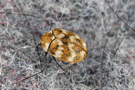 6 Common Signs of Carpet Beetles in Your Home | EcoGuard