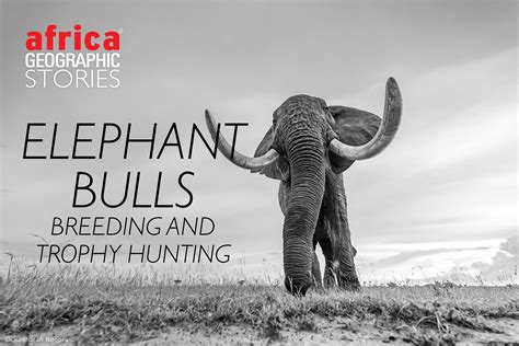 Elephant bulls - breeding and trophy hunting - Africa Geographic