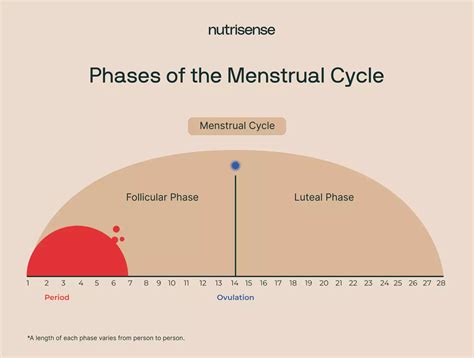 Period Weight Gain: How Much Is Normal & When Does It Go Away? - Nutrisense Journal