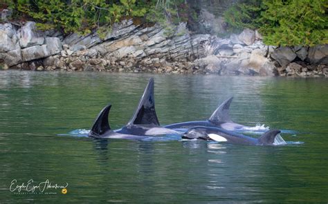 Orca Families – Whales and Dolphins BC