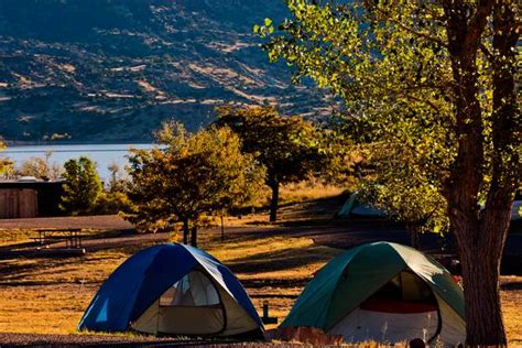 Image result for Tree Code ABCD