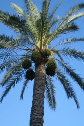 Buy 10 CANARY ISLAND DATE PALM Phoenix Reclinata Canariensis Tree *Comb ...