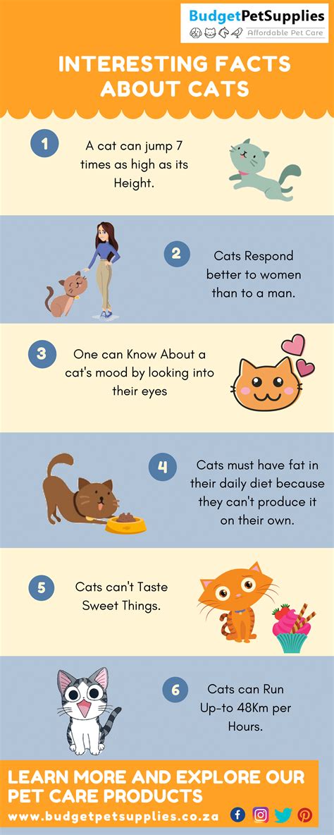Cartoon Cat Facts at Stephanie Wolfe blog