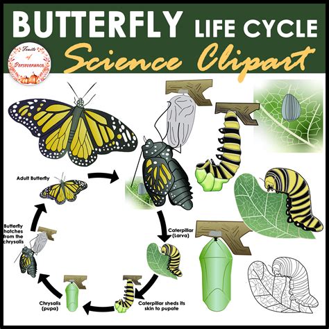 Butterfly Life Cycle Clipart | Complete Metamorphosis Clip Art | Made ...