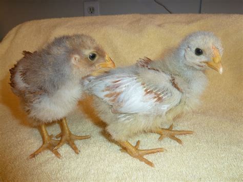 Silver Phoenix or Silver Laced Wyandotte? | BackYard Chickens - Learn ...