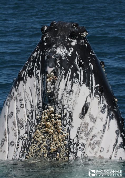 Barnacles On Whales