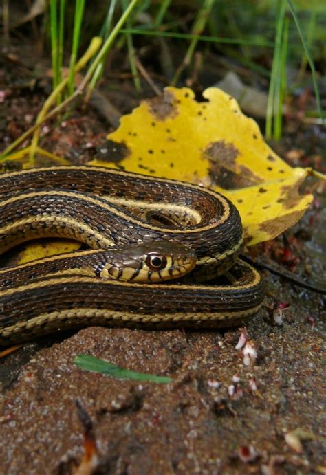 Northern Mexican Garter Snake (Thamnophis eques megalops) | U.S. Fish ...