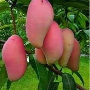 Puspita Nursery Thai Red Banana Mango Plant – Exotic, Sweet, and Unique ...