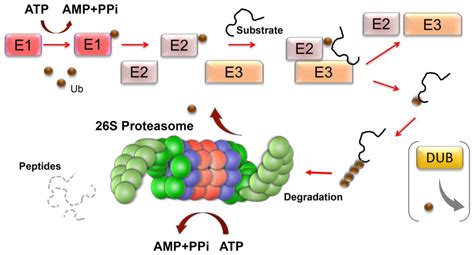 Molecular Chaperones and Proteolytic Machineries Regulate Protein ...