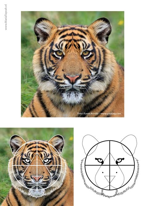 Image result for Tiger Drawing Tutorial
