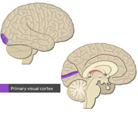 Image result for Primary Visual Cortex