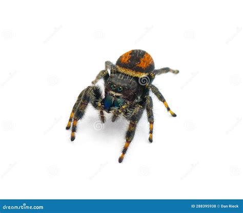 Brilliant Jumping Spider - Phidippus Clarus - Family Salticidae - Large ...
