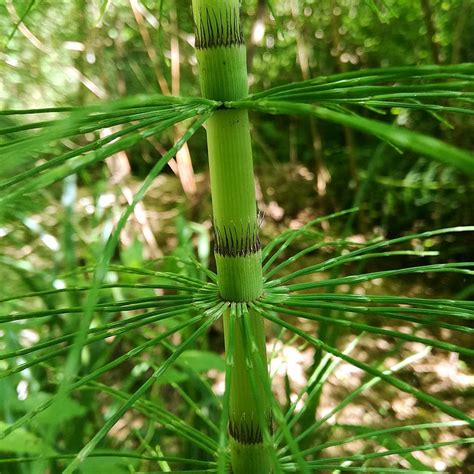 Equisetum Arvense