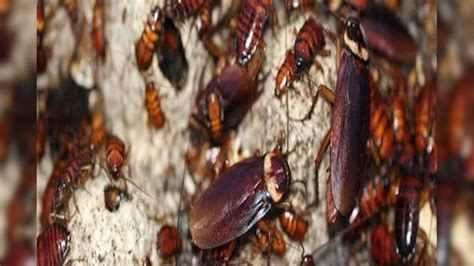 Telapoka Tips And Tricks: ঘরময় থিকথিক করছে 'তেলাপোকা'...! ১ মিনিটে ...