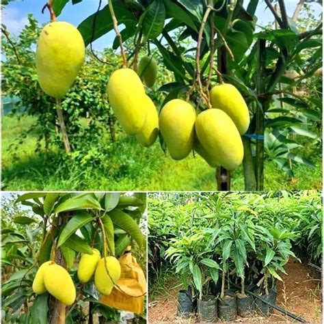 PYANABI Sindhu Mango Tree (Sindhu, Grafted, Seedless Mango) – Plant ...