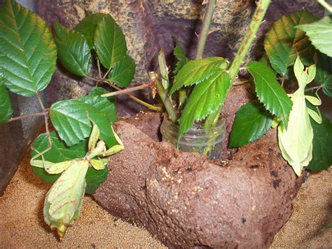 Wandelnde Blätter Phyllium Siccifolium in Germering | Tiere | Kleinanzeigen