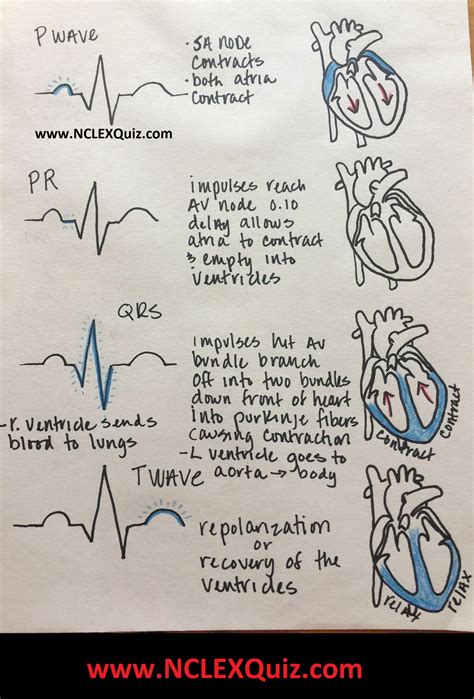 Cardiac Cycle Explained 的图像结果