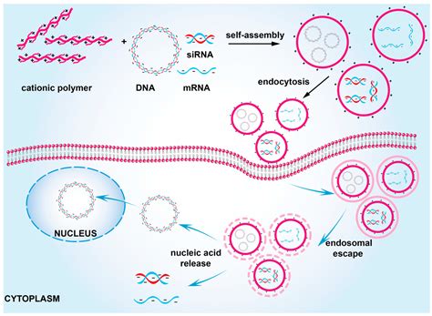 Cationic Polymers as Transfection Reagents for Nucleic Acid Delivery