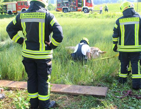 Rettungsaktion: Kalb droht in Schlamm zu versinken | agrarheute.com