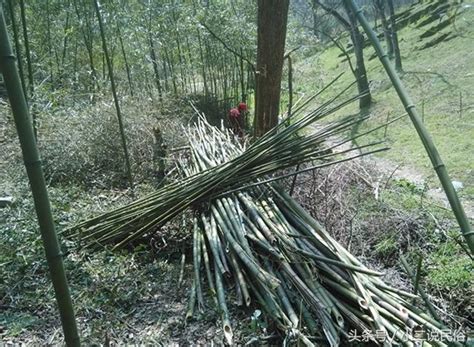 70后网红大叔为她去山间砍竹子，B站首条视频就爆了_澎湃号·湃客_澎湃新闻-The Paper