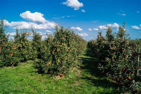 Image result for Small Apple Tree Farm