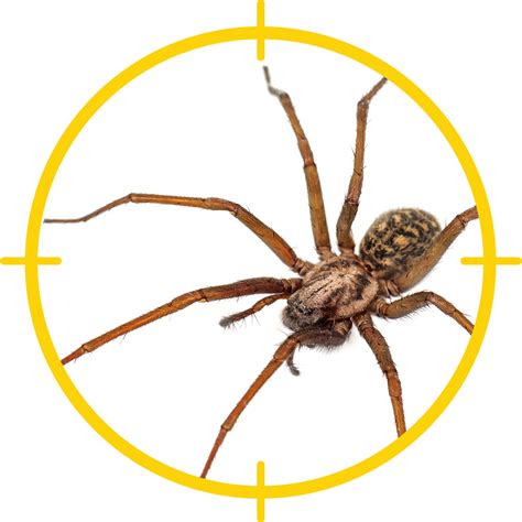Pest Control For Spiders Near Me | Pest Control
