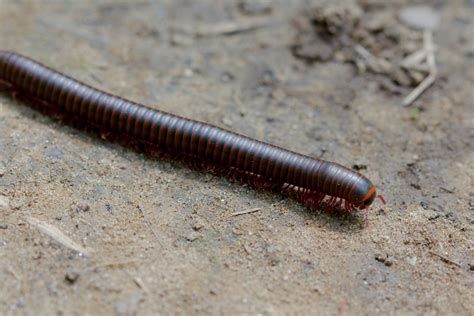 Narceus americanus (American giant millipede) | Henry Hartley