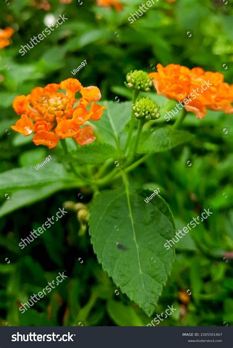 Lantana Plants Verbenaceae Flowers Roots Hemostatic Stock Photo 2265501467 | Shutterstock