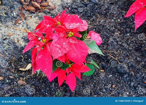 Red Poinsettias Christmas Flower Stock Image - Image of festival ...