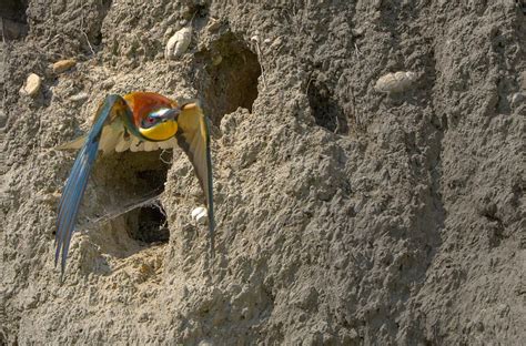Image result for European Bee-eater Flying Back View