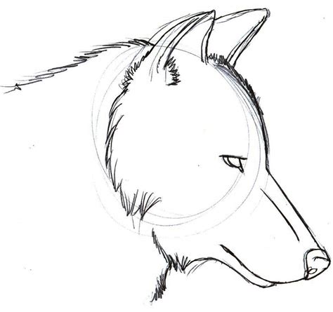 Wolf Drawing at GetDrawings | Free download