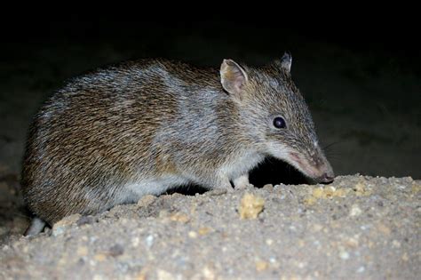 Managing Fauna Habitats, 323 Myers Rd, Merricks North, 9 September 2023 ...