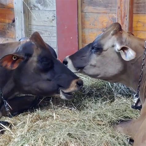 Do Cows Really Have Four Stomachs? - Animal Agriculture Alliance