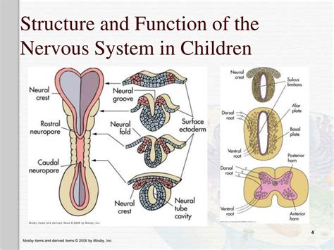 Image result for Structure and Function Children