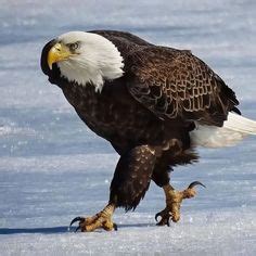59 Raptors ideas | beautiful birds, pet birds, animals wild