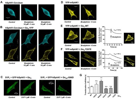 Dissecting Gq/11-Mediated Plasma Membrane Translocation of Sphingosine ...