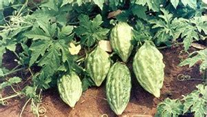 VibeX ® LXI-265 Arka Harit Bitter Gourd Seed Seed Price in India - Buy ...