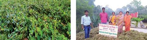 Black Gram Cultivation with New Technology | Vikaspedia - Agriculture