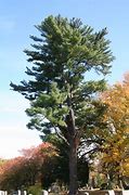Image result for pine for