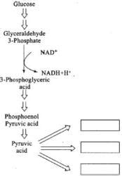 NCERT Exemplars: Respiration in Plants - Biology Class 11 - NEET PDF ...