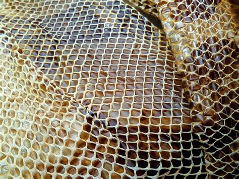 BFC announces wild animal skins ban for London Fashion Week ...